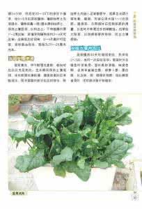 阳台菜园 阳台菜园电子书三