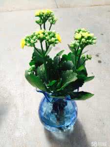 水培花卉栽培与鉴赏 【园艺】水培花卉栽培