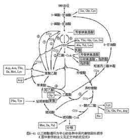 抗生素微生物检定法 抗生素发酵微生物