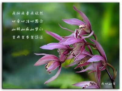 央金兰泽 我愿 愿君如竹，我如兰