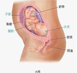 怎样知道胎儿发育良好 如何帮助胎儿的良好发育