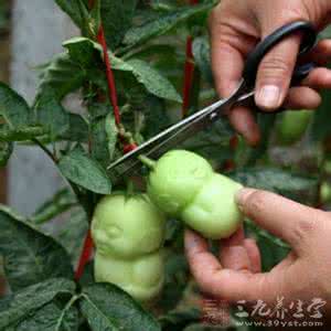 人参果怎么吃 人参果怎么吃 怎么吃更健康