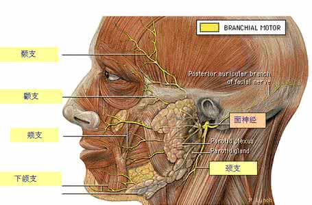 中医治疗肥胖症的进展 中医治疗面神经炎的进展