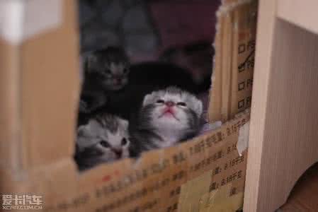 都说“狗来福”,那么店里放猫好吗