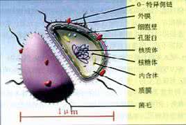 肛门血栓有危险吗 肛交对肛门结构的4大危害：危险1：组织结构接触会容易感染性病