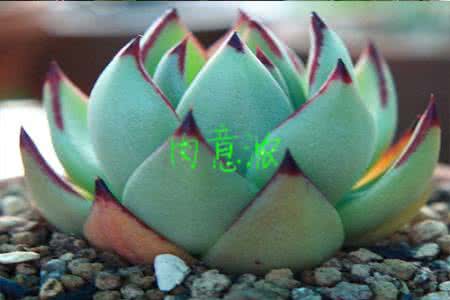 多肉浇水在叶子上吗 多肉浇水方法