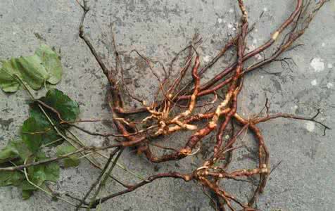 葡萄根癌病 葡萄根癌病预防方法