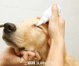 宠物狗的护理 宠物狗眼部的护理