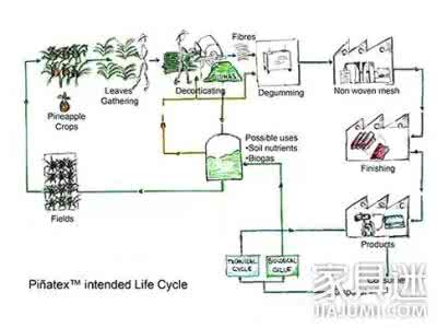 她62岁半路读博，研发“菠萝皮革”革新世界