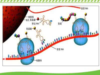 基因对性状的控制ppt 基因对性状的控制