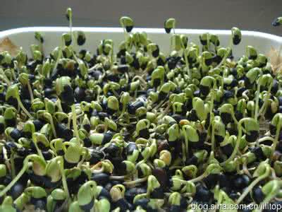 自发芽苗菜有毒 自发芽苗菜