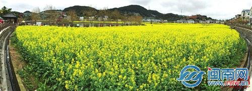 金黄的油菜花 油菜花黄的像什么 一片金黄的油菜花,美不胜收(组图)