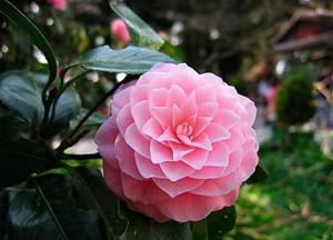 牡丹苗怎么种植方法 山茶花如何种植