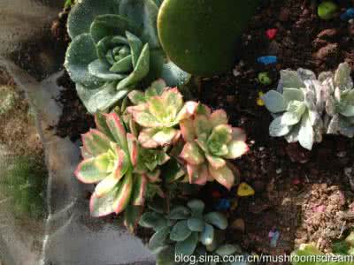 多肉植物种植 多肉植物种植 1-2种植我们的植物
