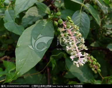高梁乌米有哪卖种子的 药用植物高梁黑穗病(高梁乌米)
