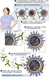 禽流感病毒的抵抗能力 流感普感有区别 8招有效抵抗病毒