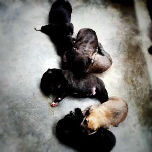 刚抱回家的狗宝宝,有一个习惯很多人都做错了。