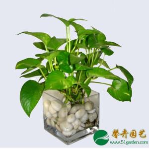 排毒的植物 22种家居植物有效排毒