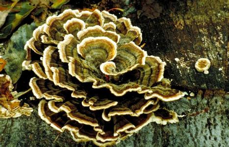 汪清县政府采购中心 《汪清一席谈》癌症就是慢性顽症—采各家之言