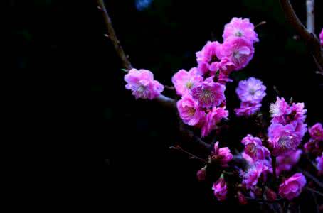 红颜为你开放 为你，绽放成时光深处的红颜