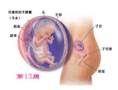 怀孕12周肚子有多大 怀孕17周 肚子有多大 怀孕17周后肚子有多大