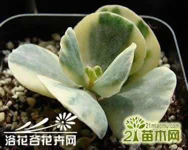 瑜伽境界 女性养护篇 旭波之光Cotyledon.undulata’Hybrid’基本养护篇