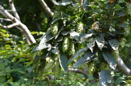 桦木科 软毛鹅耳枥(Carpinus mollicoma)，桦木科  