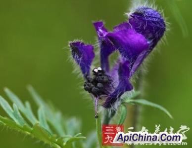 露蕊乌头的种子 露蕊乌头