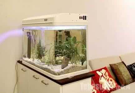 家里鱼缸摆放风水 家里鱼缸摆放风水 家里鱼缸摆放风水的注意事项