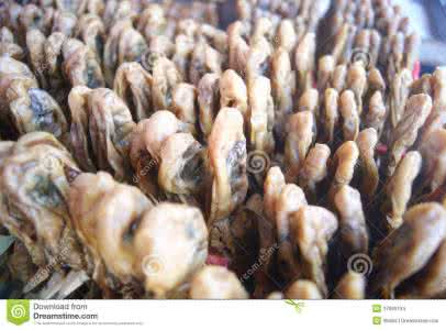 世界上最长的河流 世界上最长的牡蛎 有13.97英寸长