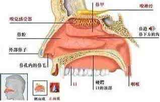 慢性鼻炎症状有哪些 慢性鼻炎症状有哪些 慢性鼻炎的致病原因有哪些