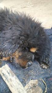 犬瘟热能治好吗 犬瘟热后期 犬瘟热后期能治好吗