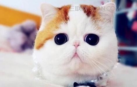 异国短毛猫怎么挑选 异国短毛猫要怎么挑