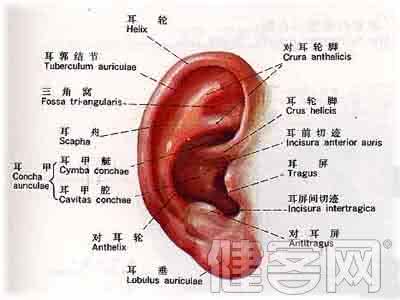 耳朵小的人寿命短吗 寿命预测 揭秘耳朵与寿命的四大关系