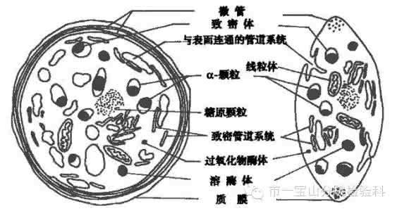 引起血小板减少的原因 血小板减少的原因 这因素引起的血小板减少