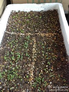 多肉植物播种 多肉植物播种--春播-经验-基础准备-配土消毒容器撒种子