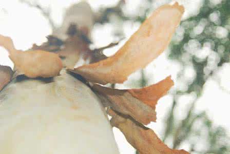 无痛苦的结束生命 生命里的苦与痛