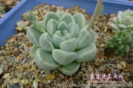 厚叶月影 Echeveria elegans 'Albicans'的养护