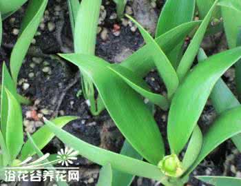 竹柏的繁殖养殖方法 竹柏的扦插繁殖方法