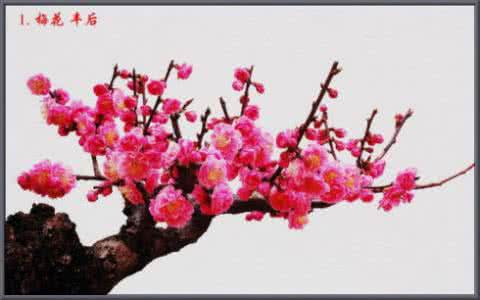 中国十大名花诗 名花名诗欣赏
