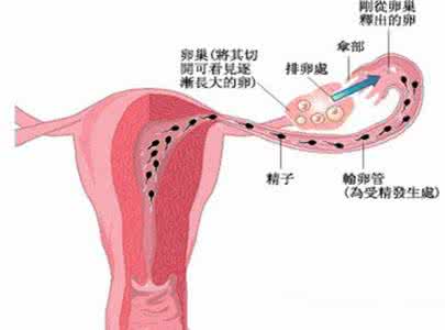 如何确定是否排卵 如何确定是否排卵?