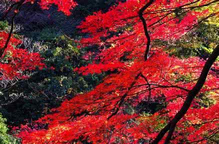 周汝昌揭秘红楼梦结局 闲情结梦，断红楼