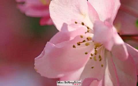 梦见花 梦见花 梦见海棠花