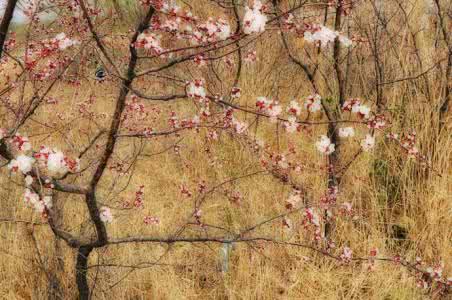 为了与你在春天相遇 在春天的路上，相遇