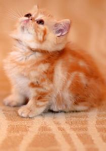 幼猫喂食 猫主必知幼猫的喂食小方法