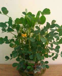 花生水养怎么种小盆栽 买盆栽不如养花生，丢水里就能长出漂亮的盆栽，比绿萝好看多了！