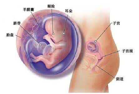 怀孕妈妈肚子变化过程 怀孕妈妈肚子变化过程 怀孕7个月妈妈的变化