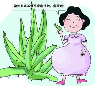芦荟治疗痔疮 芦荟：可治疗痔疮冻疮等多种疾病
