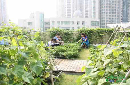 屋顶菜园我爱种菜网 屋顶菜园 屋顶种菜技术指南