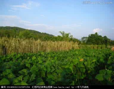 两个人的森林 田园 田园进阶 初夏森林系风行